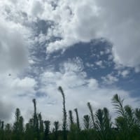 雨が降る前に市営公園墓地でお散歩