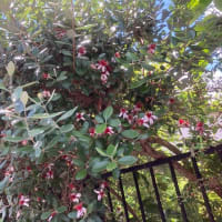 花も食べられます
