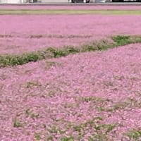 連休だものﾊﾞｲｸも乗るさの走