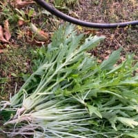 さくらんぼの収穫。木登りには地下足袋