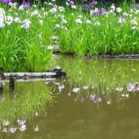 菖蒲が見頃です