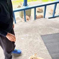 椿花ガーデン・うさぎの森