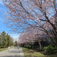 ウォーキング「中島公園」