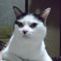 こい　猫風邪