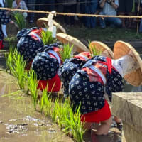 御田植祭*\(^o^)/*