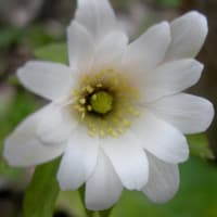 キクザクイチゲ開花･･･