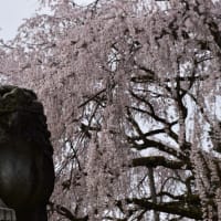 シダレザクラ狩り　福井県福井市足羽　第39回ふくい桜まつり：足羽神社（2）しだれ桜