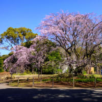 「結局、六義園の桜は満...」