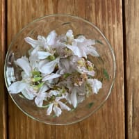 おうちでお花見