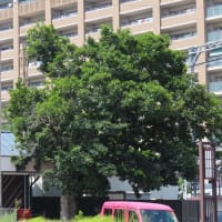 富田林駅のエノキが危ない