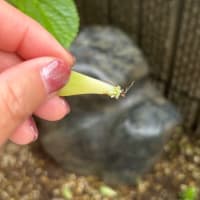 多肉植物の芽が出た！
