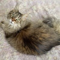 かわいいリリコ