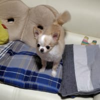 キャストちゃんの点検
