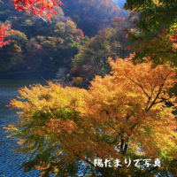 紅葉、黄葉　あ～～高揚
