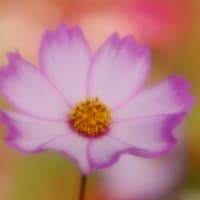 一昔前の花の写真