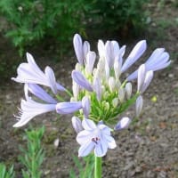 「アバがンサス」の花、バージン花です。