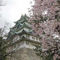 名古屋城の花見　P2