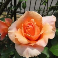 何年ぶりかの処方箋