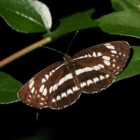 7月初旬に近所を散策（PartⅡ）
