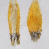 ガザニアとアヤメの花・紫外線吸収と反射について