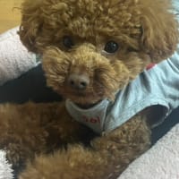 仕事、娘とテニス！