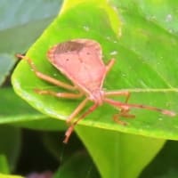 大仙公園・続きから阪和線沿い