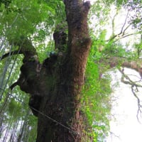 愛媛県今治市、菊間町川上「天一神社のクスノキ」（市指定）です！！