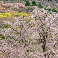 しつこく屏風岩公苑の山桜
