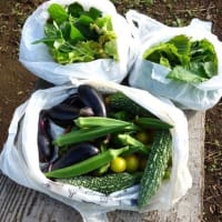 暑さに強い野菜に助けられる夏