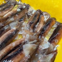 定置網きましたぁ！