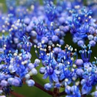 佐伯山緑地の紫陽花