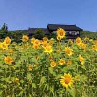 真夏日が続きます