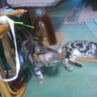 チビ５日目