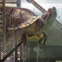 ろーたす家的ミドリガメの飼い方 カメの性別 ミドリガメの雪国日記 ろーたす家的ミドリガメの飼い方 カメの性別 ミドリガメの雪国日記