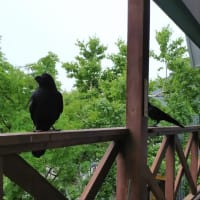 毎日家庭訪問⁈(笑)するカラスさん
