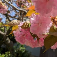 桜の季節も終わり
