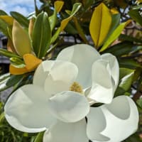 テーピングの効果と白い花