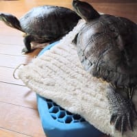 カメたち　今日は何の日
