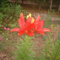暑い中オジンの小さな庭の草むしりをしました。