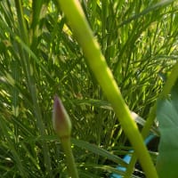 ７月６日　蓮の蕾発見