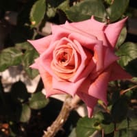 5月の薔薇