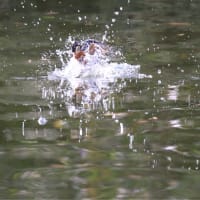 変更してko公園に