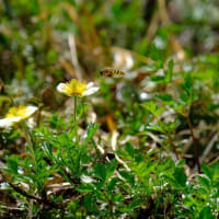 八方尾根に咲く花②（2018年撮影）