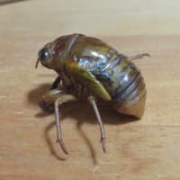 ニイニイゼミの幼虫？