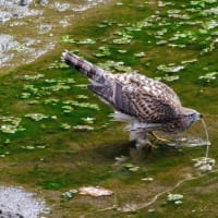 一期一会・・・鳥撮りの記　６９５　オオタカ