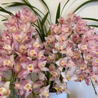 2025春はお花達が沢山咲いてくれました