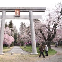 長野県上伊那地域へ桜を見に行きました　１