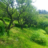 吉野公園のアジサイ他