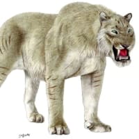 【決定版】シミター型剣歯猫の分岐系統・進化  ♦  ミッシングリンク･･･ ホモテリウムの祖先とは？　および三種の特大種　【解説】