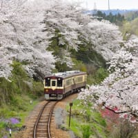 高津戸の桜、春風に舞う。